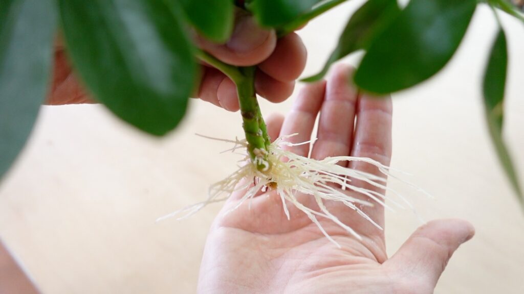 シェフレラの挿し木