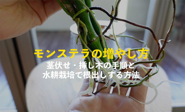 モンステラの増やし方