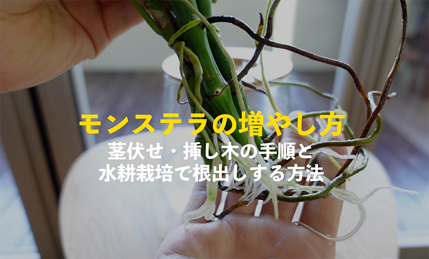 モンステラの増やし方