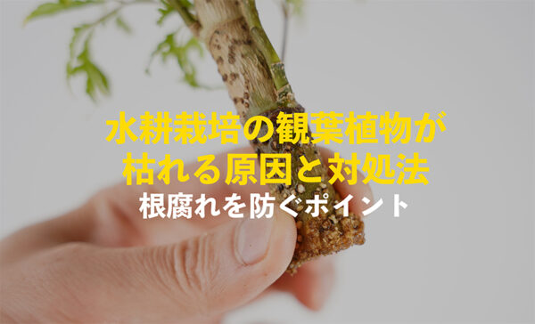 観葉植物が枯れる原因,根腐れ