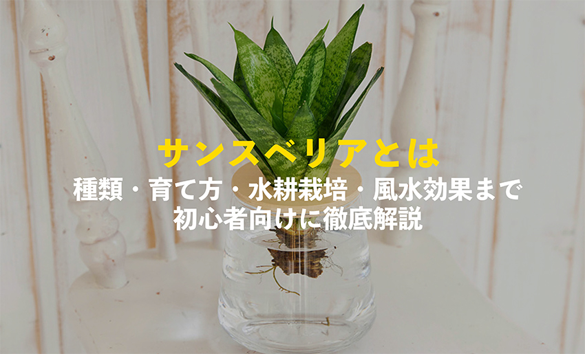 サンスベリアとは