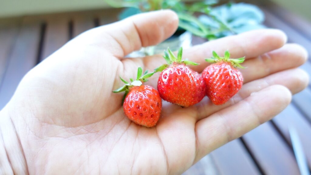 いちごの水耕栽培