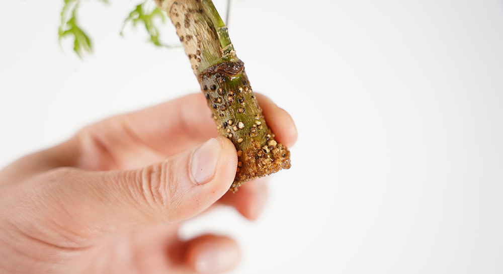 観葉植物の根腐れ