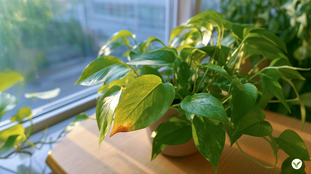 茶色くなったポトス