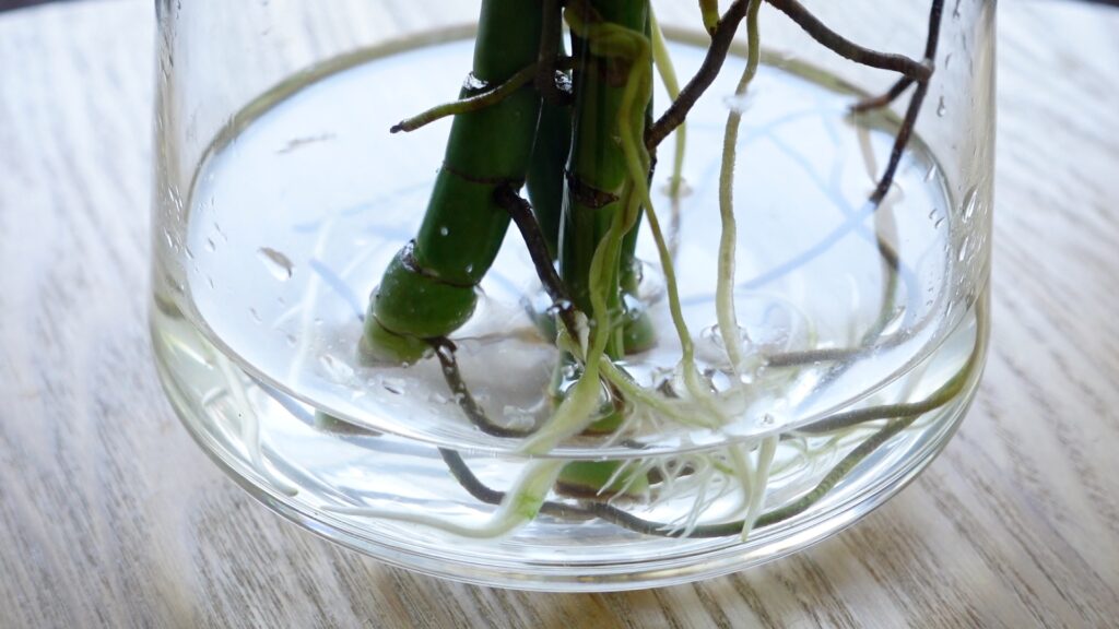 モンステラの水挿し