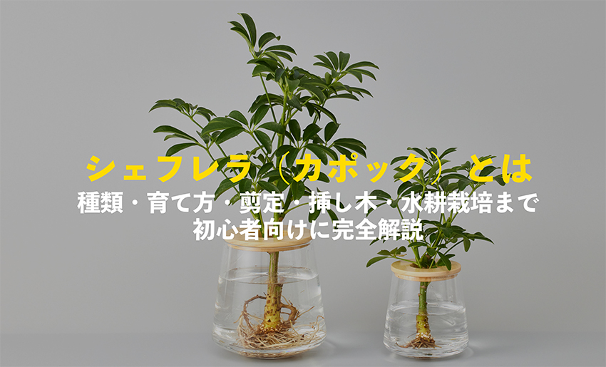 シェフレラ（カポック）とは