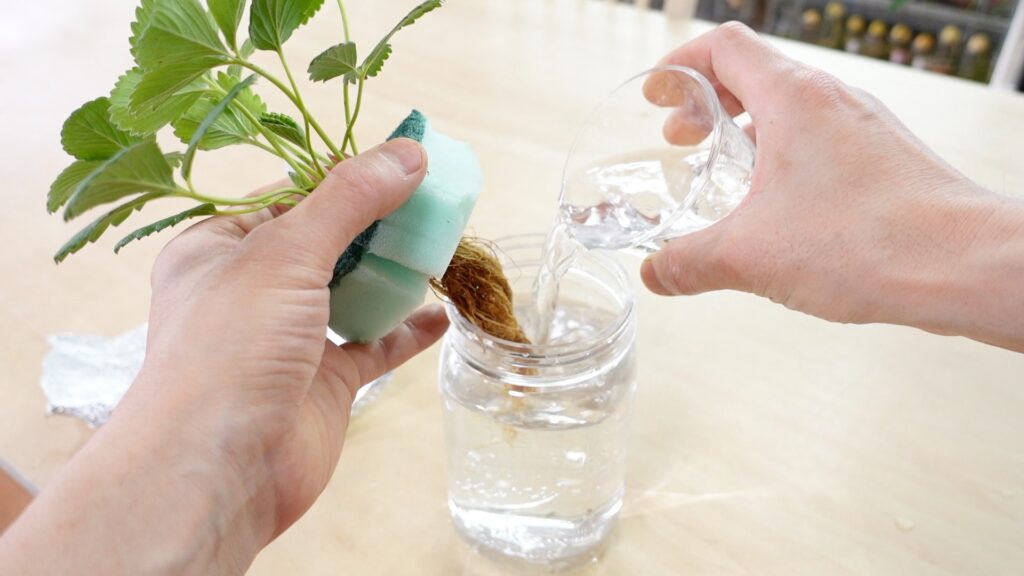 いちごの水やり
