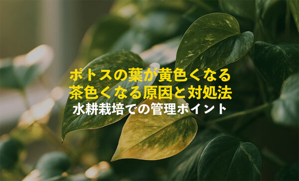 ポトスの葉が黄色くなる