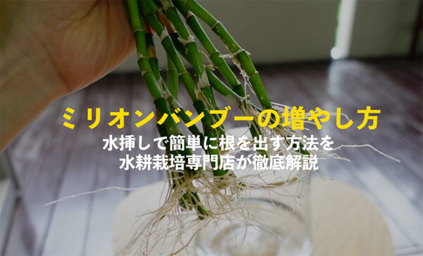 ミリオンバンブーの増やし方