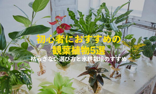 初心者におすすめの観葉植物