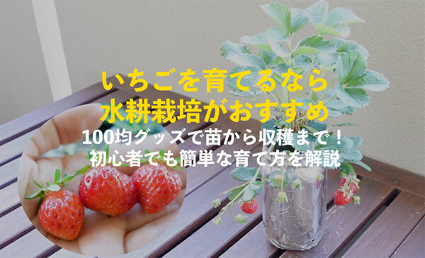 いちごの水耕栽培