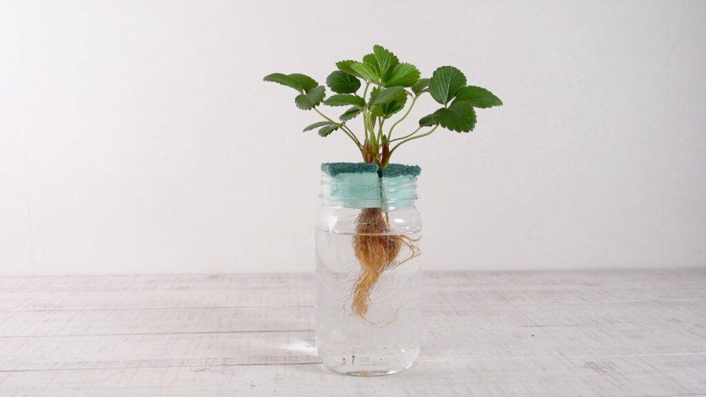 いちごの水耕栽培