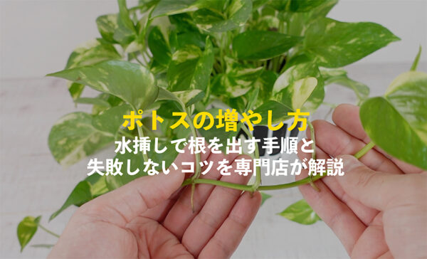 ポトスの増やしかや