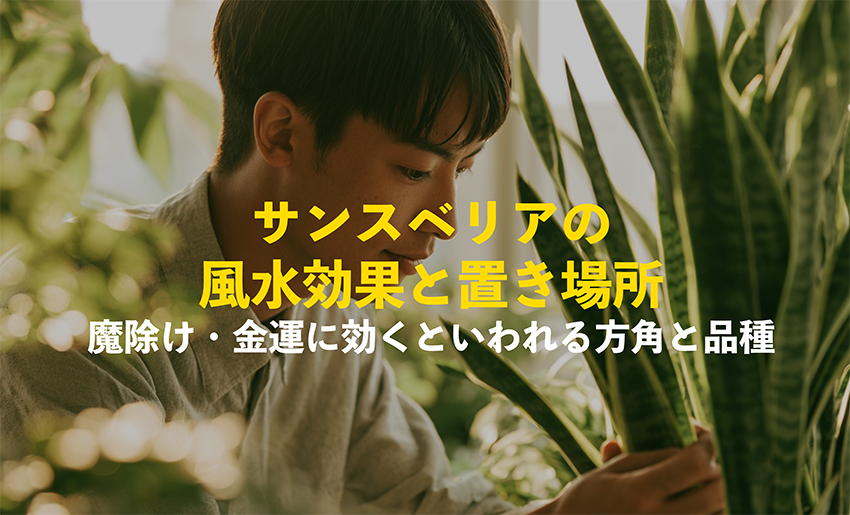 サンスベリアの風水