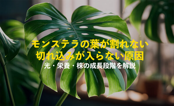 モンステラの葉が割れない,切り込みが入らない
