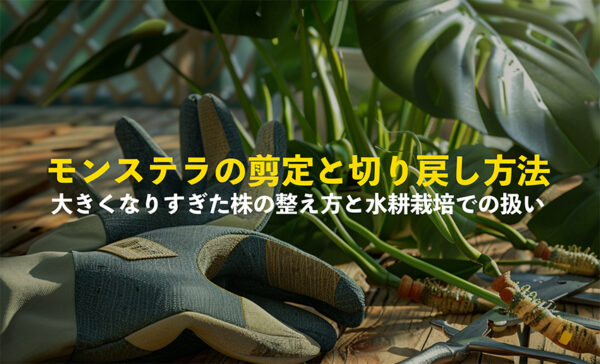 モンステラの剪定