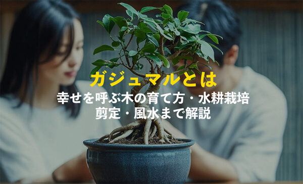 ガジュマルの育て方