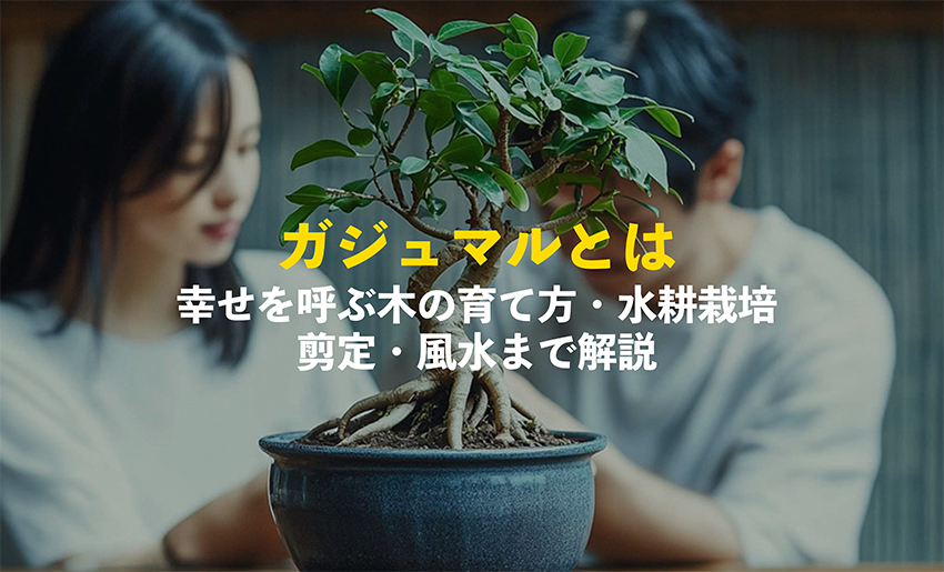 ガジュマルの育て方