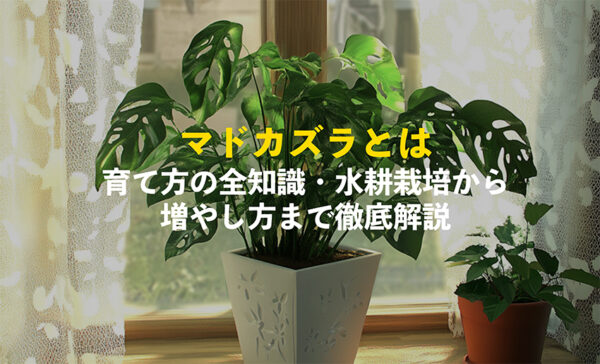 マドカズラとは