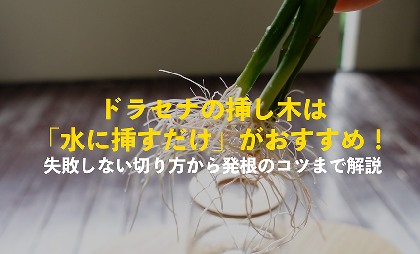 ドラセナの挿し木は水挿しがおすすめ