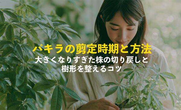 パキラの剪定の様子