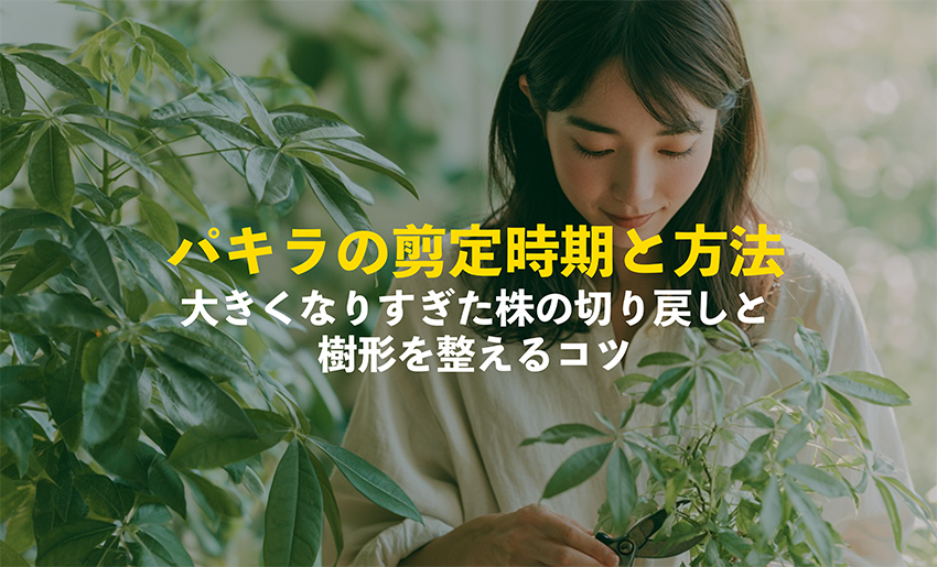 パキラの剪定の様子