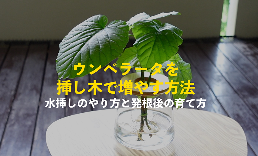 ウンベラータを挿し木で増やす方法