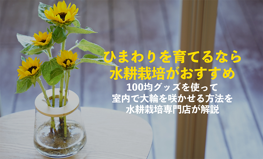 ひまわりの水耕栽培