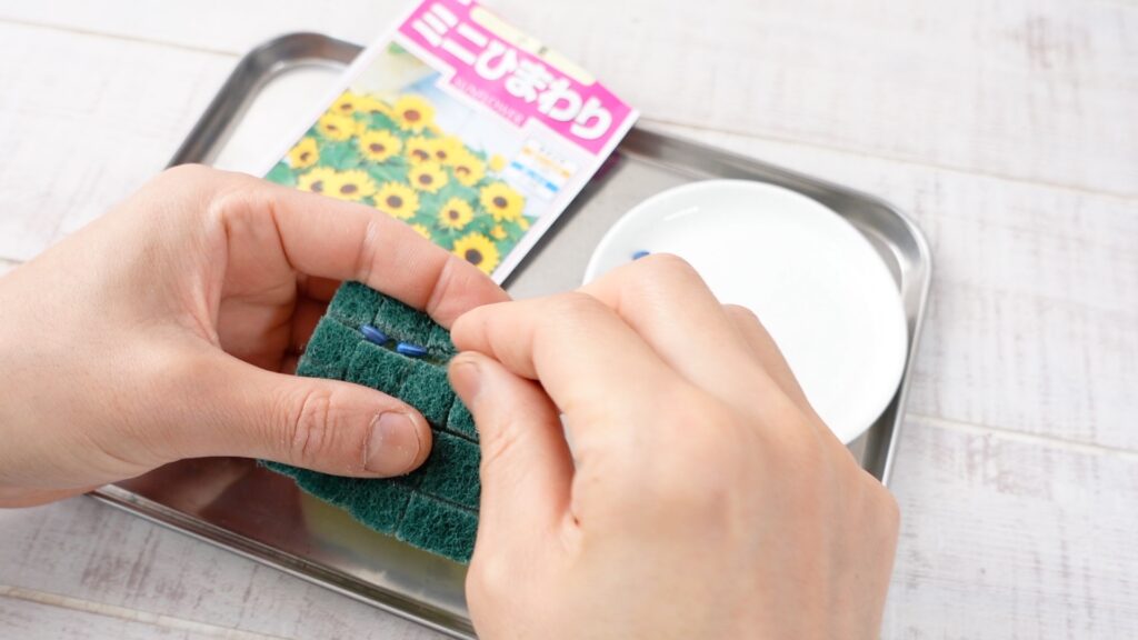 ひまわりの種をスポンジに撒いている様子