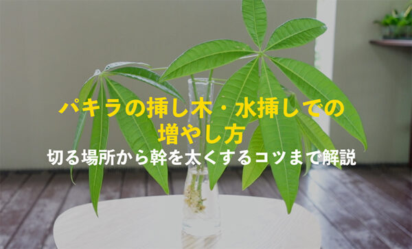 パキラの挿し木・水挿しでの増やし方