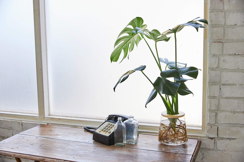 観葉植物の飾り方