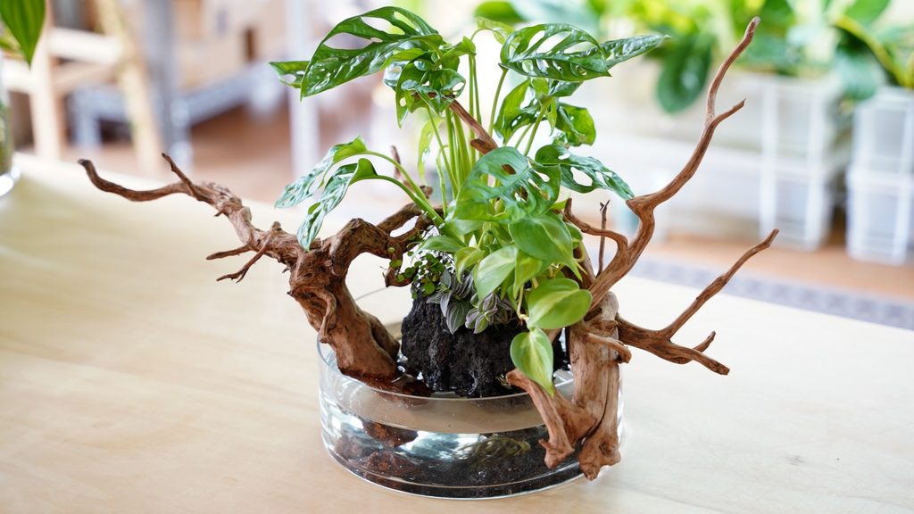 水耕栽培の観葉植物で作るアクアテラリウム