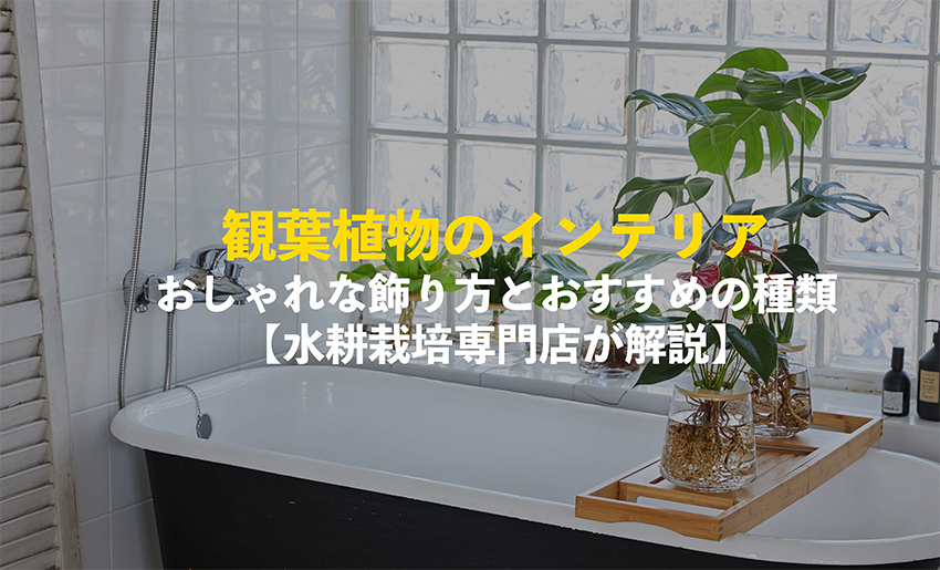 観葉植物のインテリア