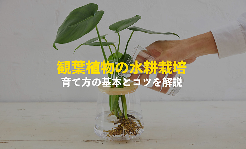 観葉植物の水耕栽培の育て方