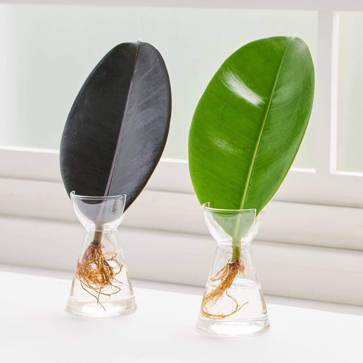 リーフ栽培Vase