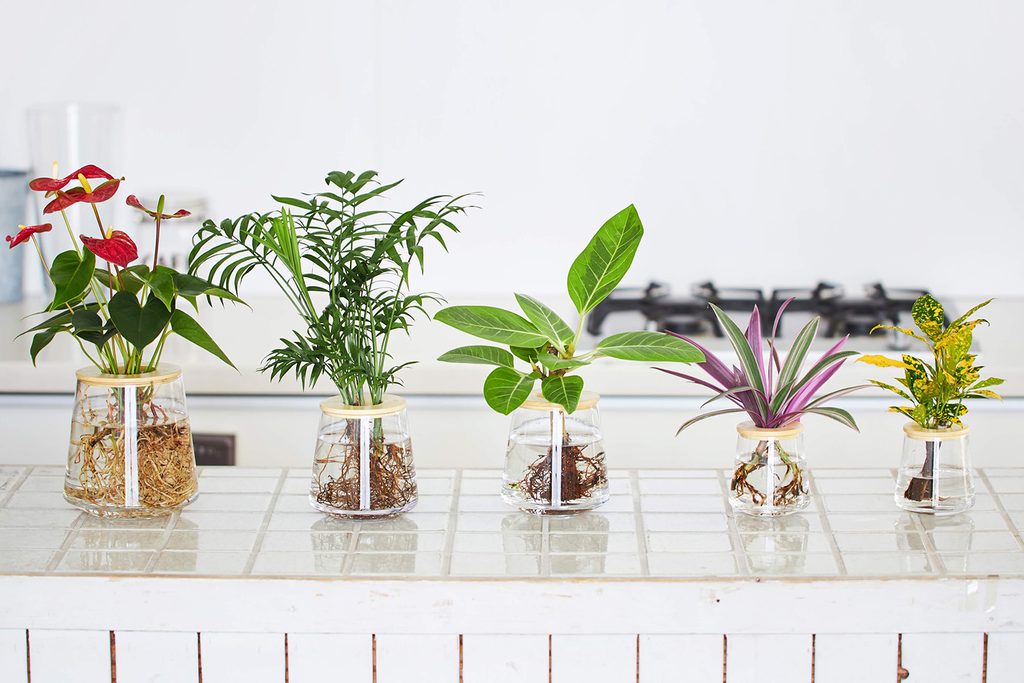 観葉植物のインテリア