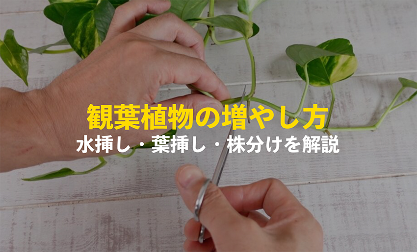 観葉植物の増やし方