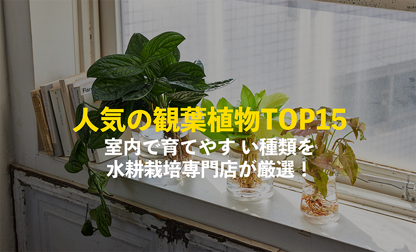 人気の観葉植物TOP15