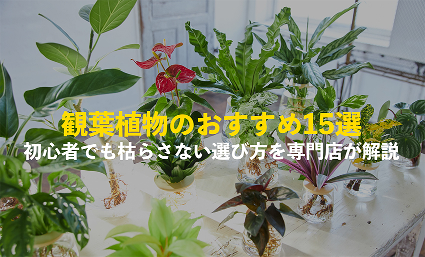 観葉植物のおすすめ