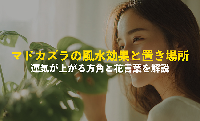 マドカズラの風水と花言葉
